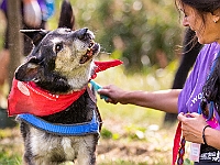 Adoptuj Warszawiaka  Wydarzenie promujące adopcję zwierząt. Organizator: Schronisko dla Bezdomnych Zwierząt "Na Paluchu". 18 sierpnia 2019, Park Raszyński w Raszynie. : park raszyński, adoptuj warszawiaka, na paluchu, schronisko dla zwierząt, centrum warszawy, raszyn